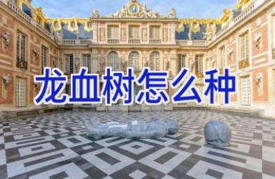 龙血树怎么种