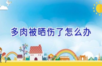 多肉被晒伤了怎么办