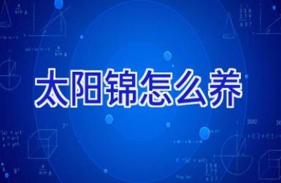 太阳锦怎么养