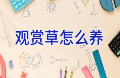 观赏草怎么养