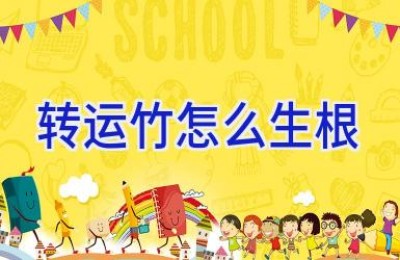 转运竹怎么生根
