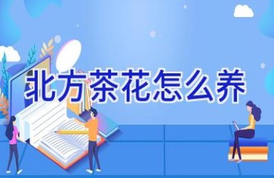 北方茶花怎么养