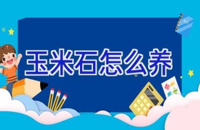 玉米石怎么养