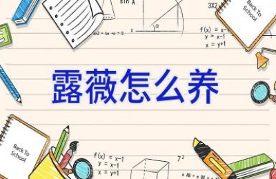 露薇怎么养