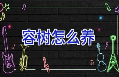 容树怎么养