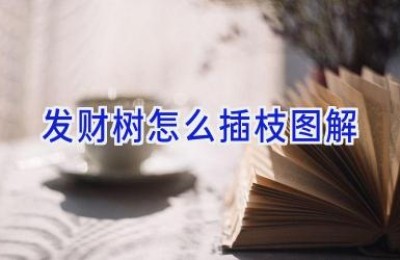 发财树怎么插枝图解