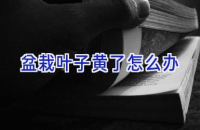 盆栽叶子黄了怎么办