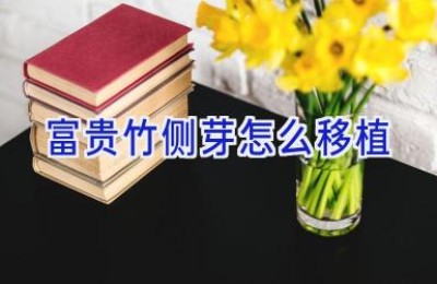 富贵竹侧芽怎么移植