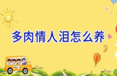 多肉情人泪怎么养