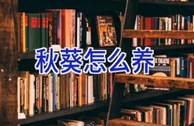 秋葵怎么养