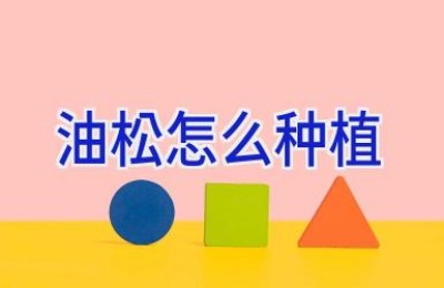 油松怎么种植