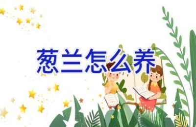 葱兰怎么养