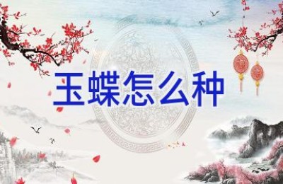 玉蝶怎么种