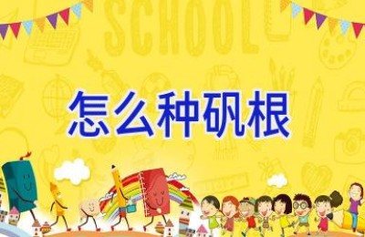 怎么种矾根
