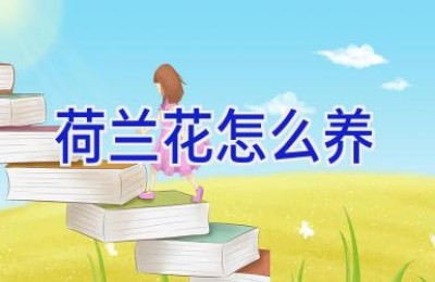 荷兰花怎么养