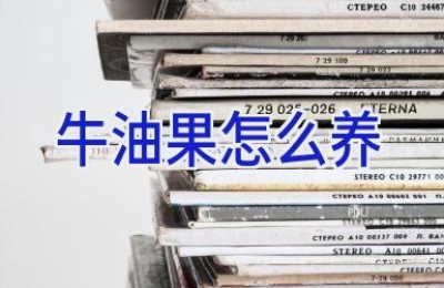 牛油果怎么养