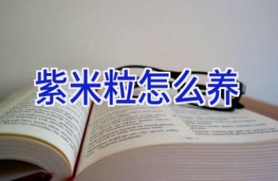 紫米粒怎么养