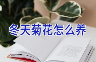 冬天菊花怎么养