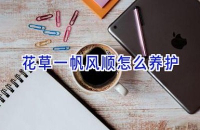 花草一帆风顺怎么养护