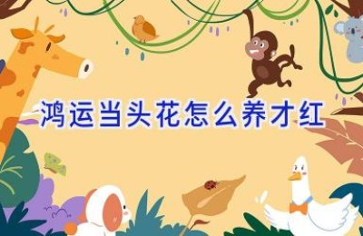 鸿运当头花怎么养才红