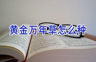黄金万年草怎么种