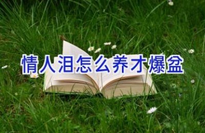 情人泪怎么养才爆盆