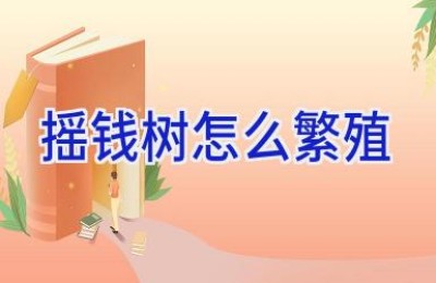 摇钱树怎么繁殖