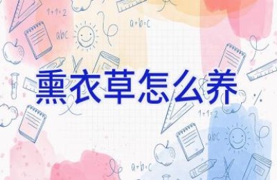 熏衣草怎么养