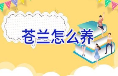 苍兰怎么养