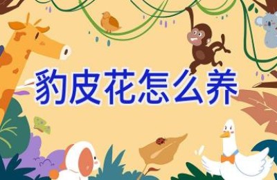 豹皮花怎么养