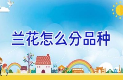 兰花怎么分品种