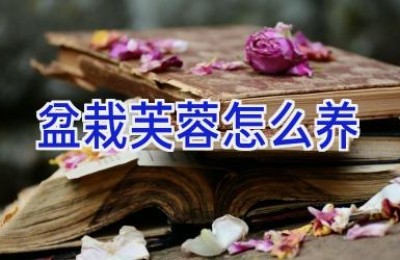 盆栽芙蓉怎么养
