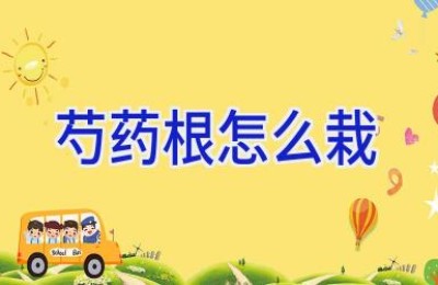 芍药根怎么栽
