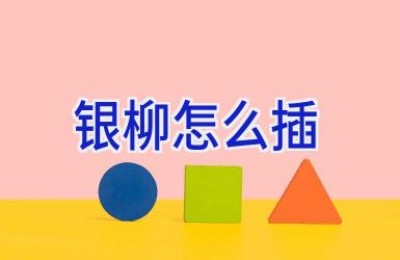 银柳怎么插