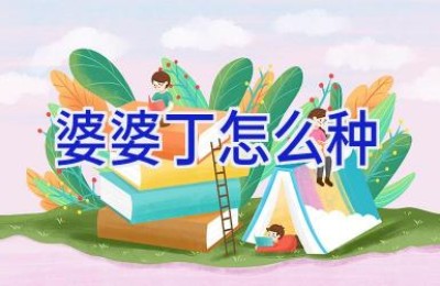 婆婆丁怎么种