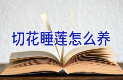 切花睡莲怎么养
