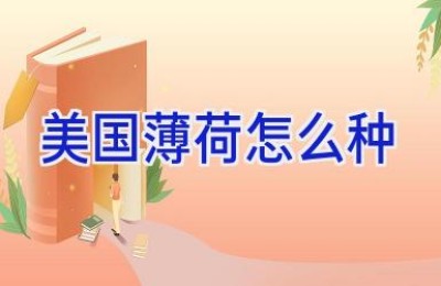美国薄荷怎么种