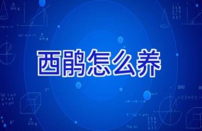 西鹃怎么养
