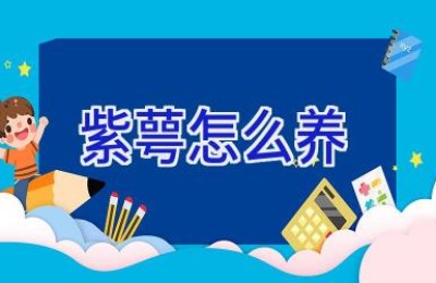 紫萼怎么养