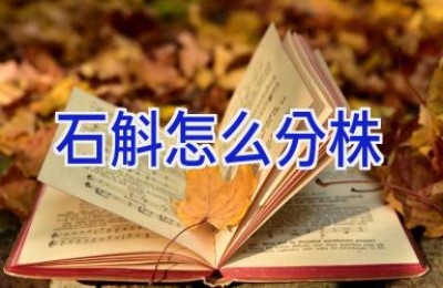 石斛怎么分株