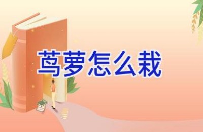 茑萝怎么栽