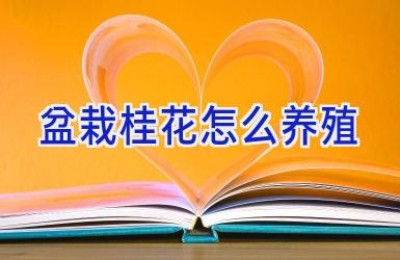 盆栽桂花怎么养殖