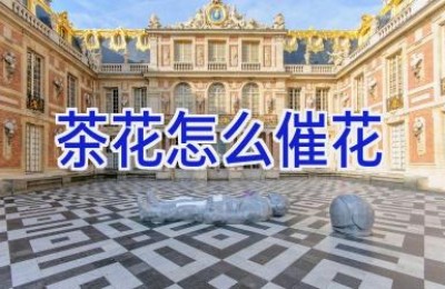 茶花怎么催花