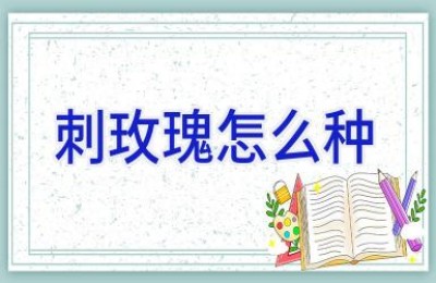 刺玫瑰怎么种