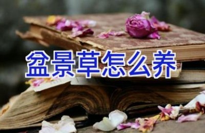 盆景草怎么养