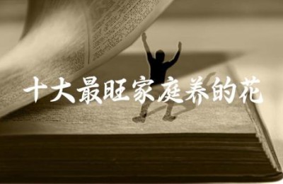 十大最旺家庭养的花