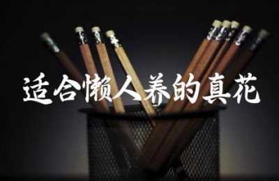 适合懒人养的真花