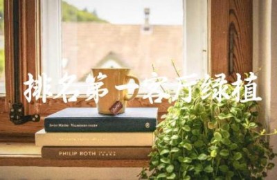 排名第一客厅绿植
