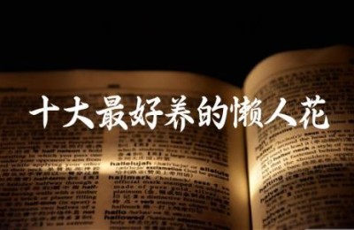 十大最好养的懒人花