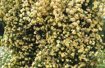 黄木香花的种植养护方法